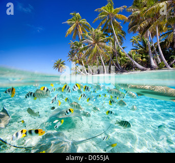 Tropische Insel oben und Unterwasser Stockfoto