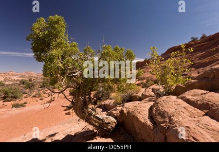 Ein Schatten gestellt Bonsai Utah-Wacholder, Juniperus Osteosperma; Grand Staircase-Escalante National Monument, südlichen Utah, USA Stockfoto