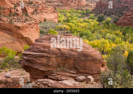 Sandstein rot Wingate in Long Canyon in der Nähe von Boulder in den Grand Staircase-Escalante National Monument, südlichen Utah, USA Stockfoto