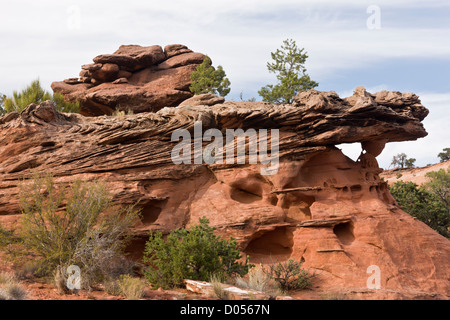 Erodierte Formen in rot Wingate Sandstein, Long Canyon in der Nähe von Boulder, Grand Staircase-Escalante National Monument in Utah, USA Stockfoto