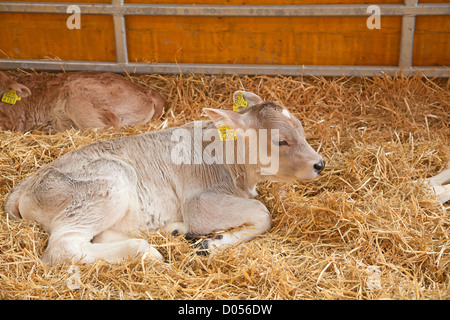 Kleines Kalb in der Scheune Stockfoto