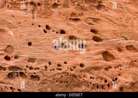 "Schweizer Käse" Erosion im roten Wingate Sandstein, Long Canyon in der Nähe von Boulder, Grand Staircase-Escalante National Monument, Utah Stockfoto