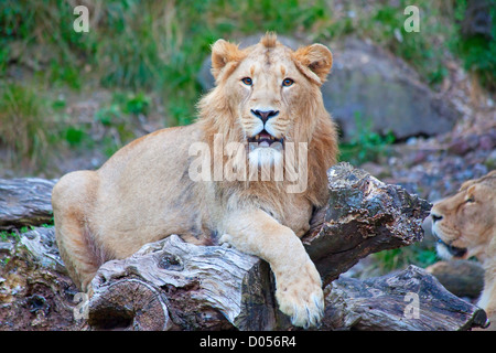 Junger Löwe im Zoo Zürich geboren Stockfoto