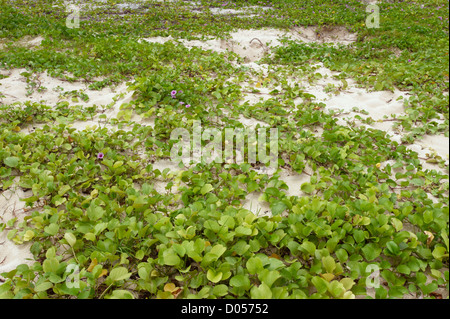 Strand-Prunkwinde (Ipomoea Pes-Caprae) auf Selingan Insel, Turtle Islands Park, Sabah, Borneo Stockfoto