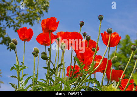 Leuchtend rote Mohnblumen im Garten Stockfoto