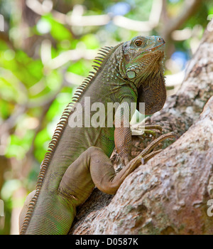 Grüner Leguan auf dem Baum Stockfoto