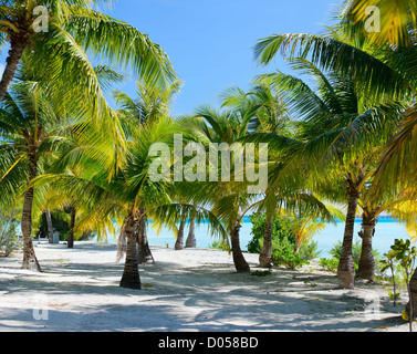 Palmen am Strand Stockfoto