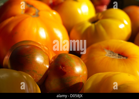 Reife Urtomaten Stockfoto