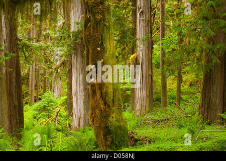 WASHINGTON - Moos bedeckt Bäume im Quinault Regenwald aus dem North Fork Quinault River Trail in Olympic Nationalpark. Stockfoto