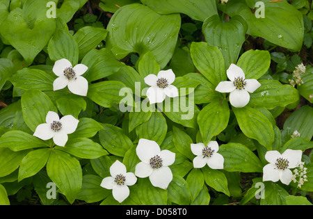 Boden Hartriegel, auch genannt Bunchberry (Cornus Canadensis), wächst in der Quinault Regenwald des Olympic National Park. Stockfoto