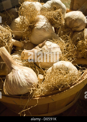 Köpfe von Knoblauch Stockfoto