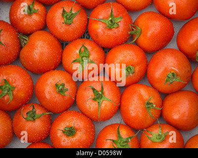 Heirloom Tomatoes Stockfoto