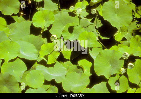 Bergdörfer, antiken römischen Landschaften, Kork, Orange, Zitrone, Wein wachsende Landwirtschaft, Marmor Produktionsfläche, Alentejo, Portugal Stockfoto