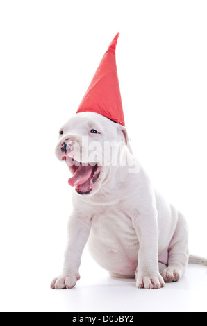 Amerikanischer Staffordshire-Terrier Hund Welpe mit roter Partyhut, Gabelflüge Stockfoto