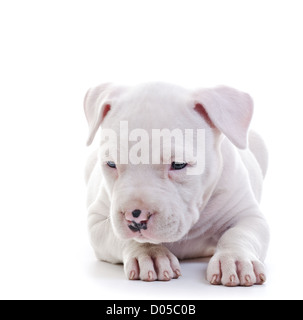 Amerikanischer Staffordshire-Terrier Hund Welpe Verlegung Stockfoto