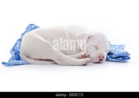 Amerikanischer Staffordshire-Terrier Hund Welpen über blaue Sternenhimmel Decke schlafen Stockfoto