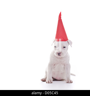 Amerikanischer Staffordshire-Terrier Hund Welpen mit roten Partei Mütze, sitzen Stockfoto