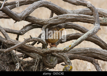 Eine juvenile Austral Drossel versteckt sich in etwas verworrenen Holz warten darauf, von ihren Eltern gefüttert werden. Stockfoto