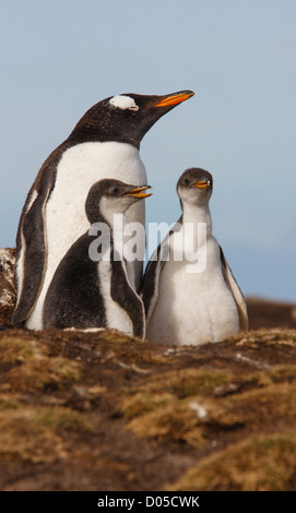 Gentoo Penguin Erwachsenen- und zwei Küken Stockfoto