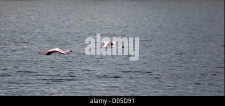 Ein paar Flamingos fliegen tief über einen See in Serengeti Nationalpark, Tansania Stockfoto