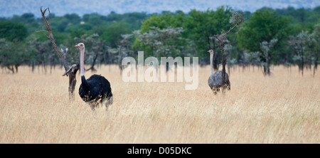 Ein paar von Strauß in Serengeti Nationalpark, Tansania Stockfoto