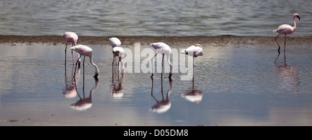 Flamingo wackeln ihre Beine, wie sie die Muscheln suchen, die ihnen ihre Farbe geben. Serengeti Nationalpark, Tansania Stockfoto