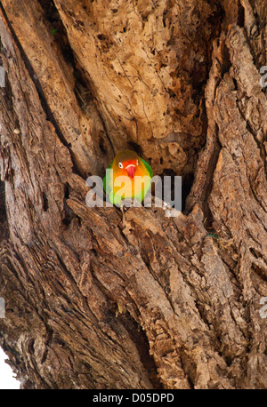 Ein Fischers Lovebird sitzt in einem Baum. Serengeti Nationalpark, Tansania Stockfoto