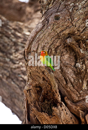 Ein Fischers Lovebird sitzt in einem Baum. Serengeti Nationalpark, Tansania Stockfoto