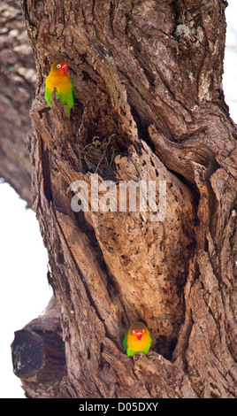 Ein Fischers Lovebird sitzt in einem Baum. Serengeti Nationalpark, Tansania Stockfoto