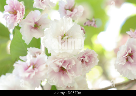 Eine Gruppe von rosa und weißen Rhododendren als impressionistischen Abstract fotografiert. Stockfoto