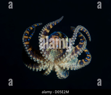 Blue Ringed Octopus schwimmen. Stockfoto