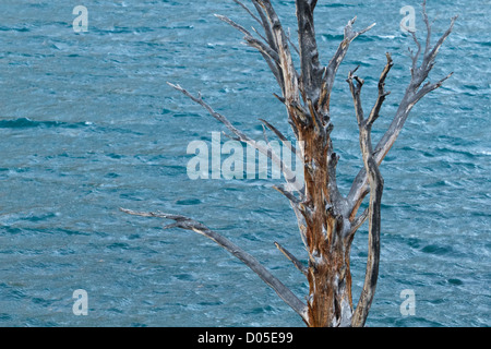 Toter Baum am Ufer des Convict Lake in der Nähe von Mammoth Lakes, Kalifornien. Stockfoto