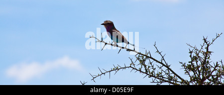 Ein Lilac-breasted Roller in einem Baum. Serengeti Nationalpark, Tansania Stockfoto
