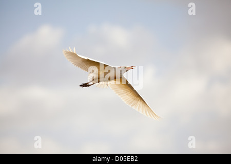 Ein Kuhreiher im Flug über der afrikanischen Savanne. Serengeti Nationalpark, Tansania Stockfoto