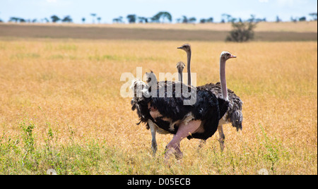 Ein paar von Strauß in Serengeti Nationalpark, Tansania Stockfoto