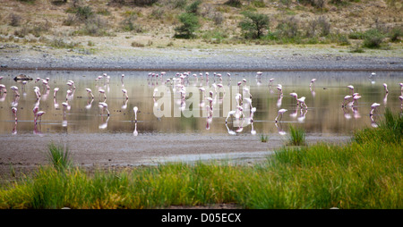 Flamingo wackeln ihre Beine, wie sie die Muscheln suchen, die ihnen ihre Farbe geben. Serengeti Nationalpark, Tansania Stockfoto