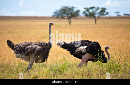 Ein paar von Strauß in Serengeti Nationalpark, Tansania Stockfoto