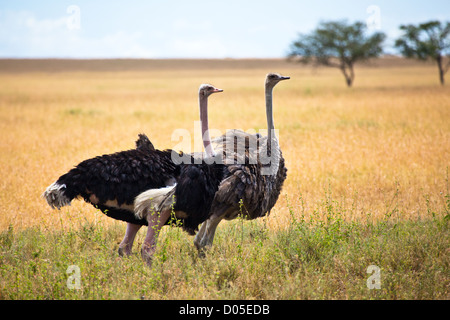 Ein paar von Strauß in Serengeti Nationalpark, Tansania Stockfoto