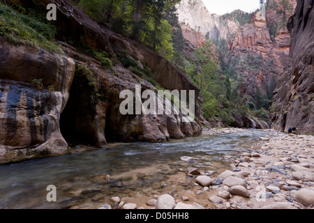 Die Narrows, Canyon auf der North Fork Virgin River, Zion Canyon Nationalpark, Utah, USA Stockfoto