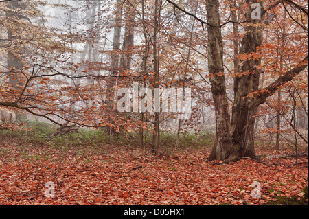 Gemeinsamen europäischen Reifen Wald Buchenwald im Herbst Nebel und Nieselregen Stockfoto