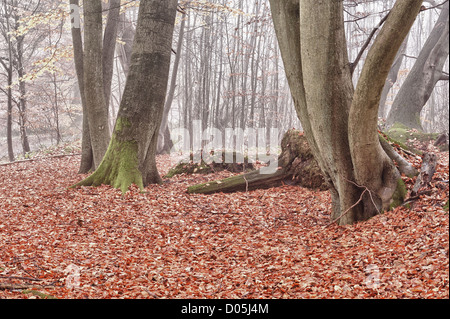 Gemeinsamen europäischen Reifen Wald Buchenwald im Herbst Nebel und Nieselregen Stockfoto