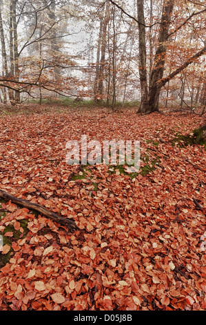 Gemeinsamen europäischen Reifen Wald Buchenwald im Herbst Nebel und Nieselregen Stockfoto