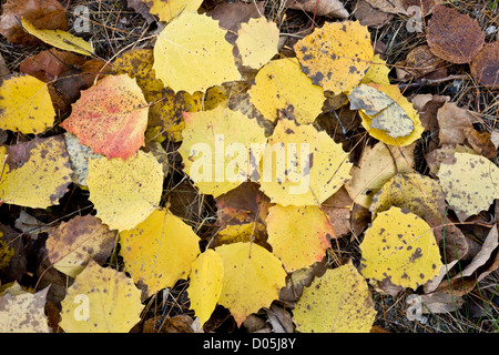 Groß-Zahn, Big-Zahn oder amerikanischen Aspen, Populus Grandidentata, Laub im Herbst; in den Adirondack Mountains Stockfoto