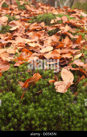 Gemeinsamen Haircap Haar Moos Polytrichum Kommune Anbau unter Laub-Baldachin am Wald Boden Rodungen überdachte in Buche Stockfoto