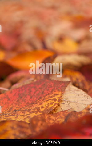 Extrem nah lässt sich der Kirsche verblassen in Ferne und wechselnden Farben des Herbstes Stockfoto