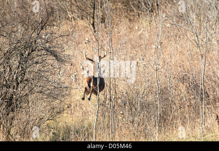 Eine große Whitetail buck Grenzen entfernt in einem bewachsenen Feld. Stockfoto