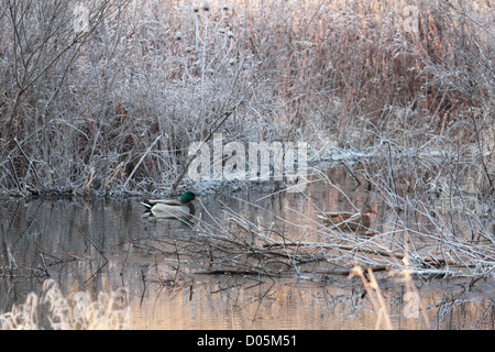 Ein Huhn und eine Stockente Drake auf einem eisigen Teich. Stockfoto