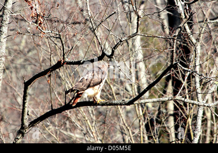 Ein Erwachsener Red-tailed hawk thront auf einem Baum sitzt. Stockfoto