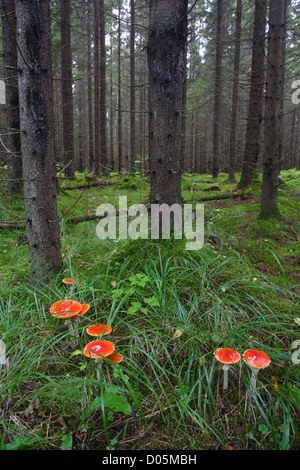 Gruppe von Fliegenpilz-Pilze (Amanita Muscaria) in Tanne Lebensraum Wald. Estland, Europa Stockfoto