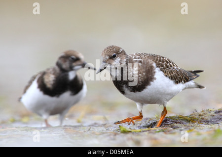 Ruddy Steinwälzer des (Arenaria Interpres), Europa. Stockfoto